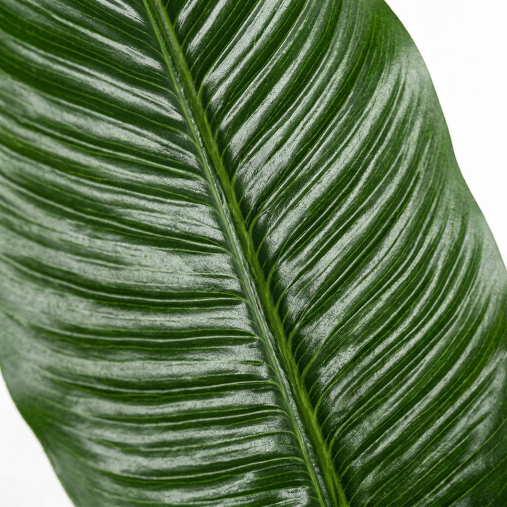 Wadi Home Large Bird of Paradise artificial plant with lush, deep green leaves and prominent veining.