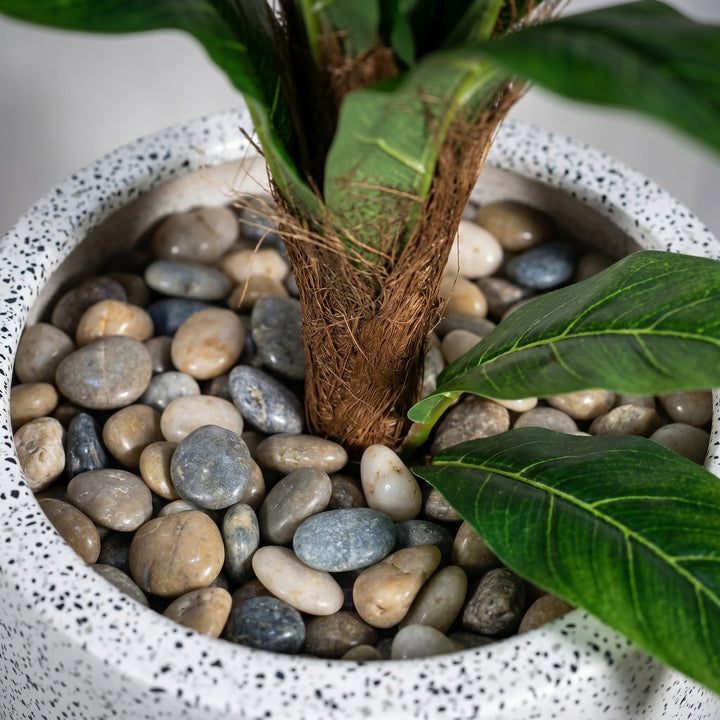 Wadi Home Large Fiddle Leaf Fig Tree in a speckled white pot with natural pebbles and green leaves.