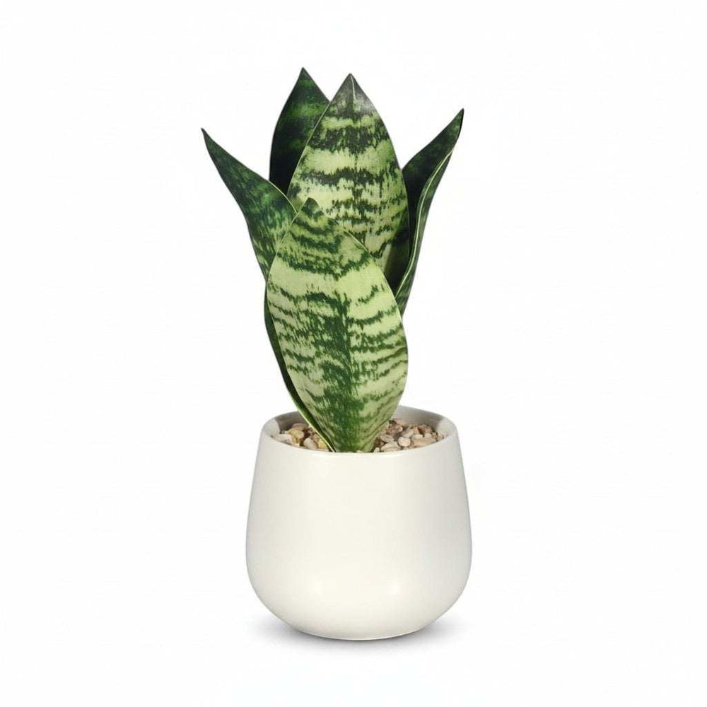 Wadi Home snake plant with variegated green leaves in a modern white ceramic pot.